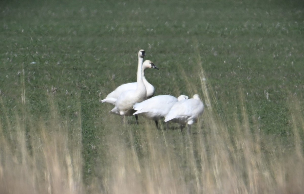 Tundra Swan - ML616453006