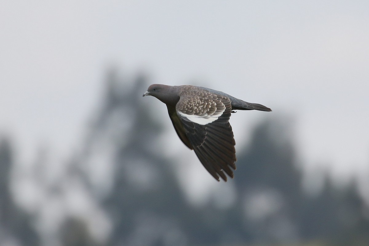 Spot-winged Pigeon - ML616453007