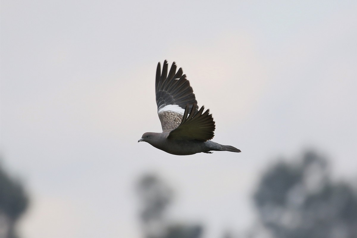 Spot-winged Pigeon - ML616453008