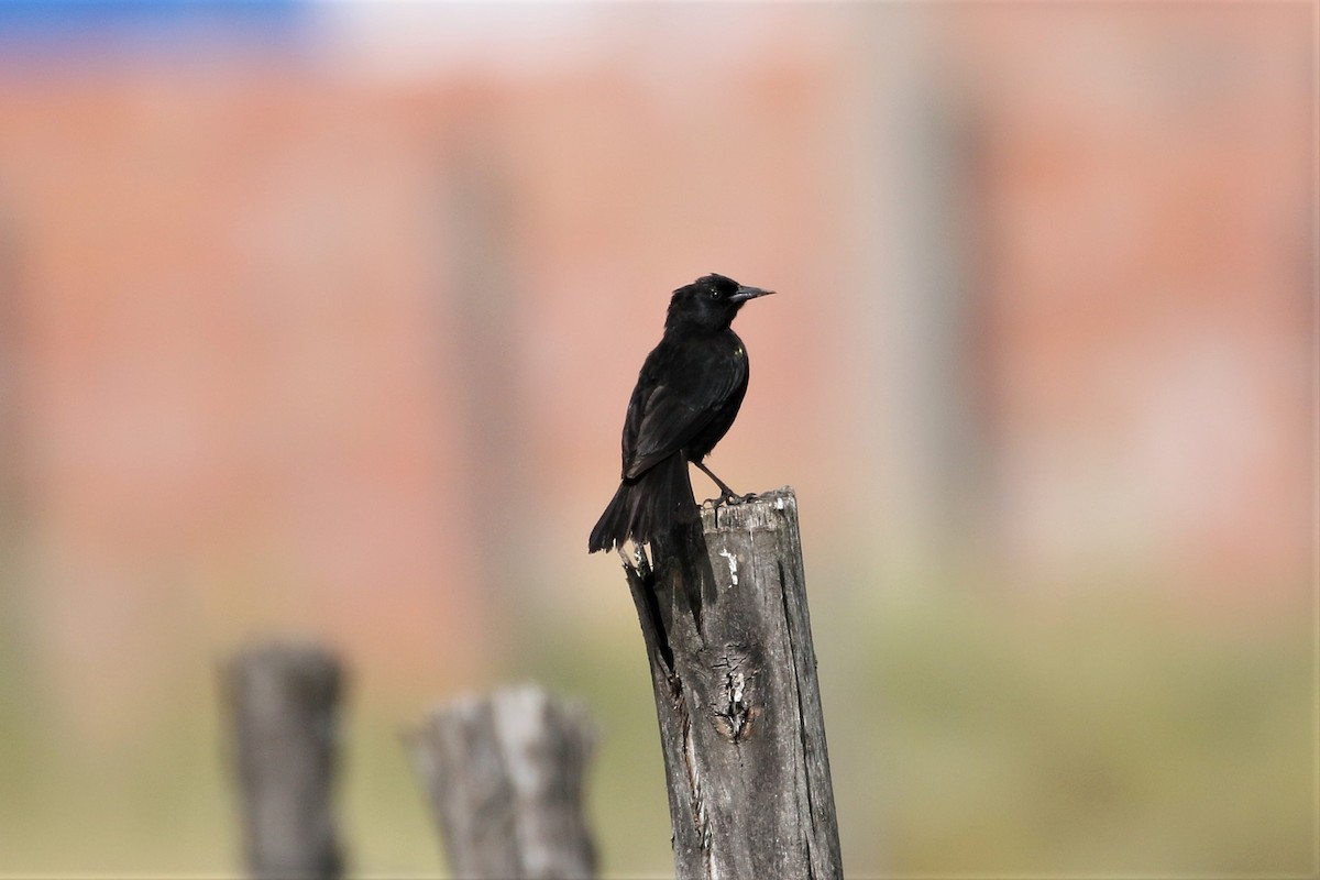 Yellow-winged Blackbird - ML616453036