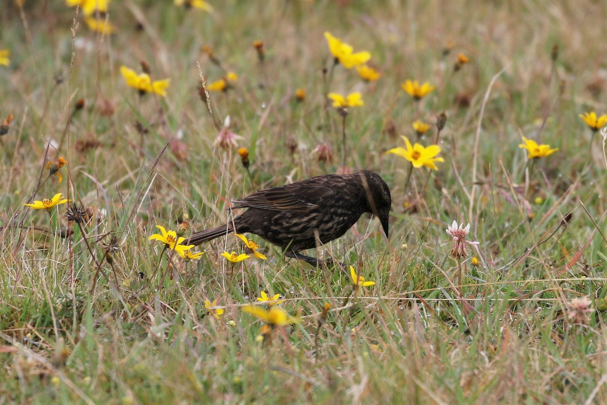 Yellow-winged Blackbird - ML616453037