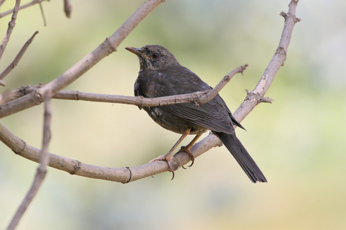 Chiguanco Thrush - ML616453042