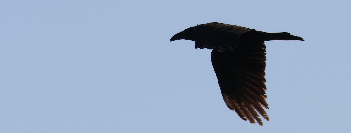 Common Raven - ML616453044