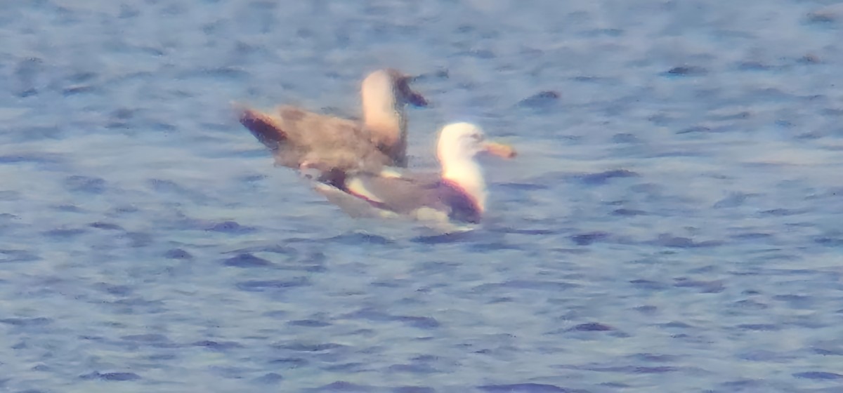 Western/Glaucous-winged Gull - ML616453072