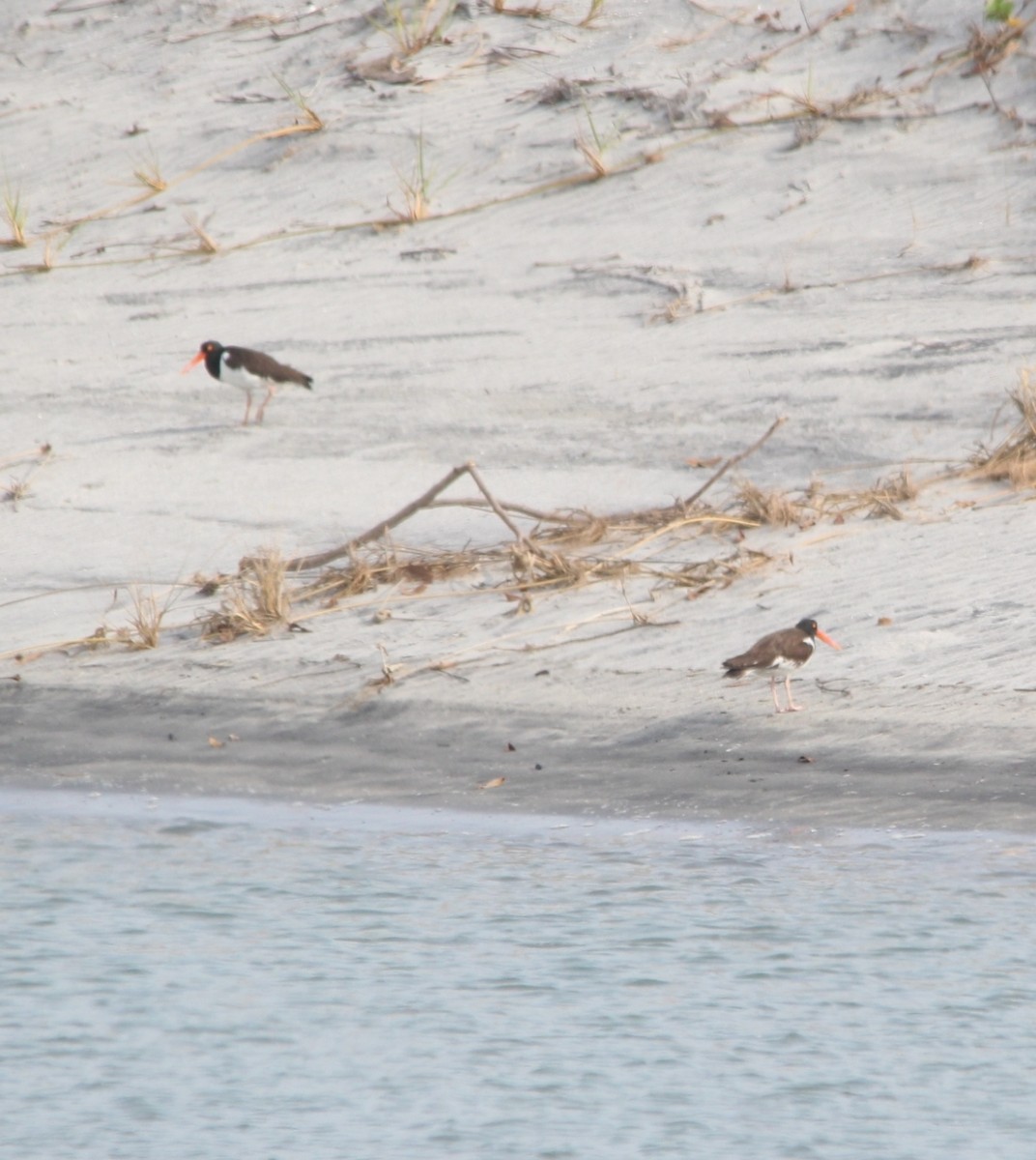 American Oystercatcher - ML616453085