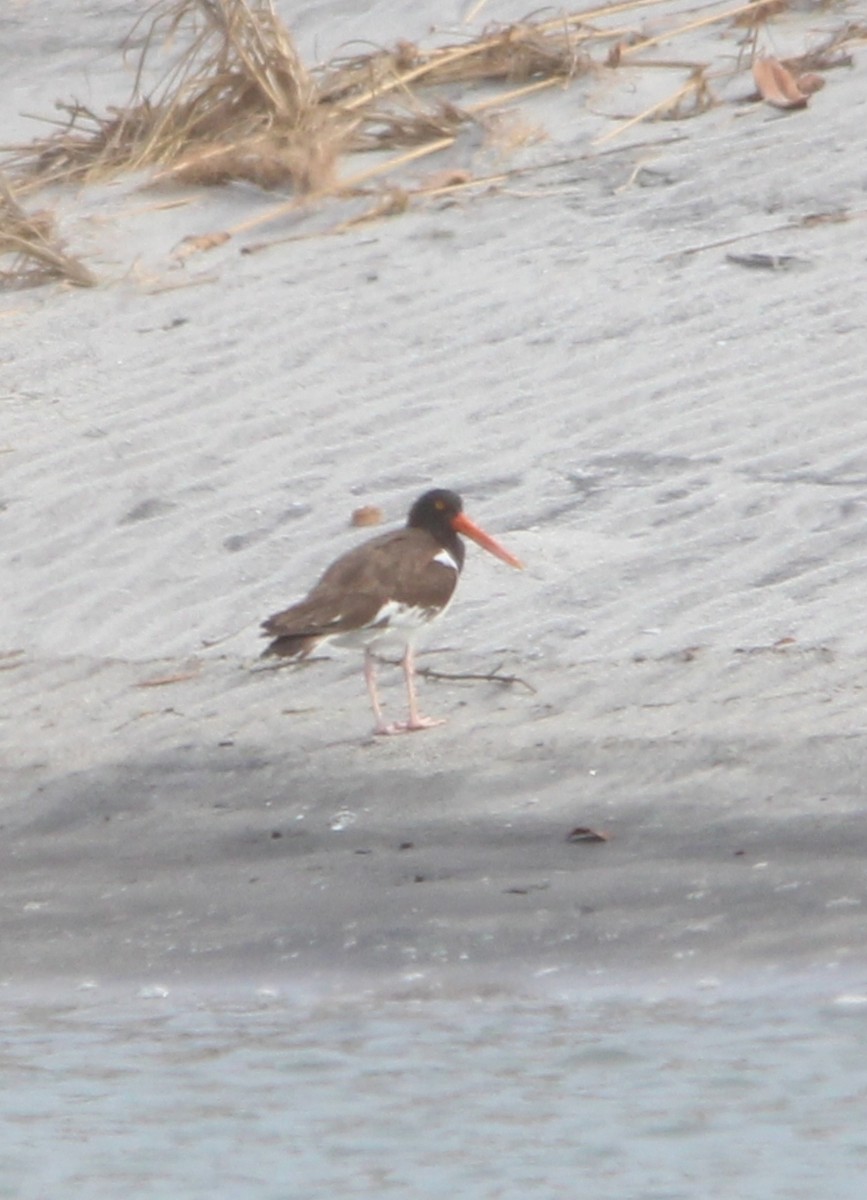 American Oystercatcher - ML616453086