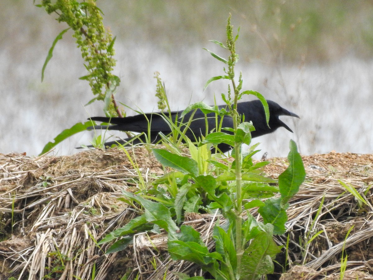 Fish Crow - ML616453105