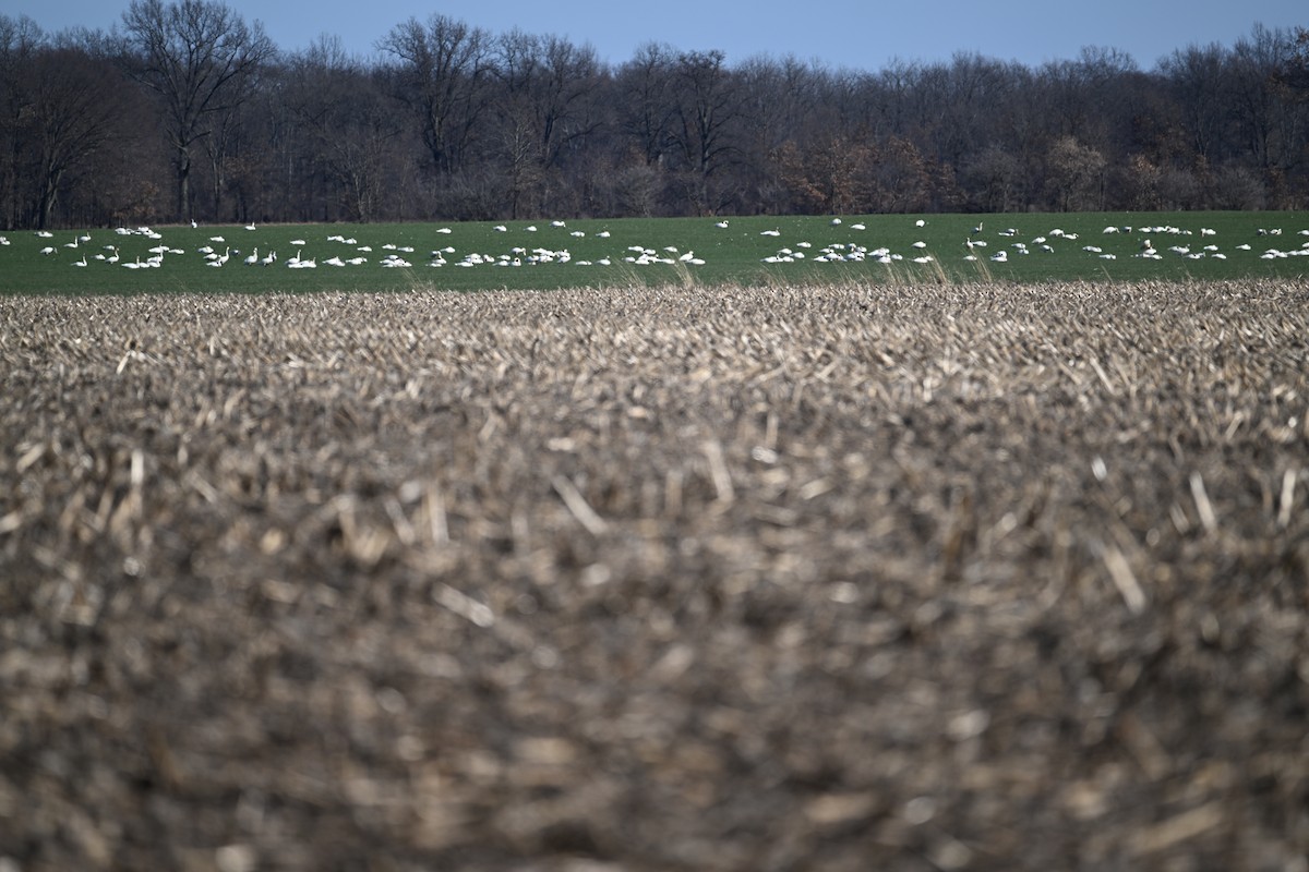 Tundra Swan - ML616453106