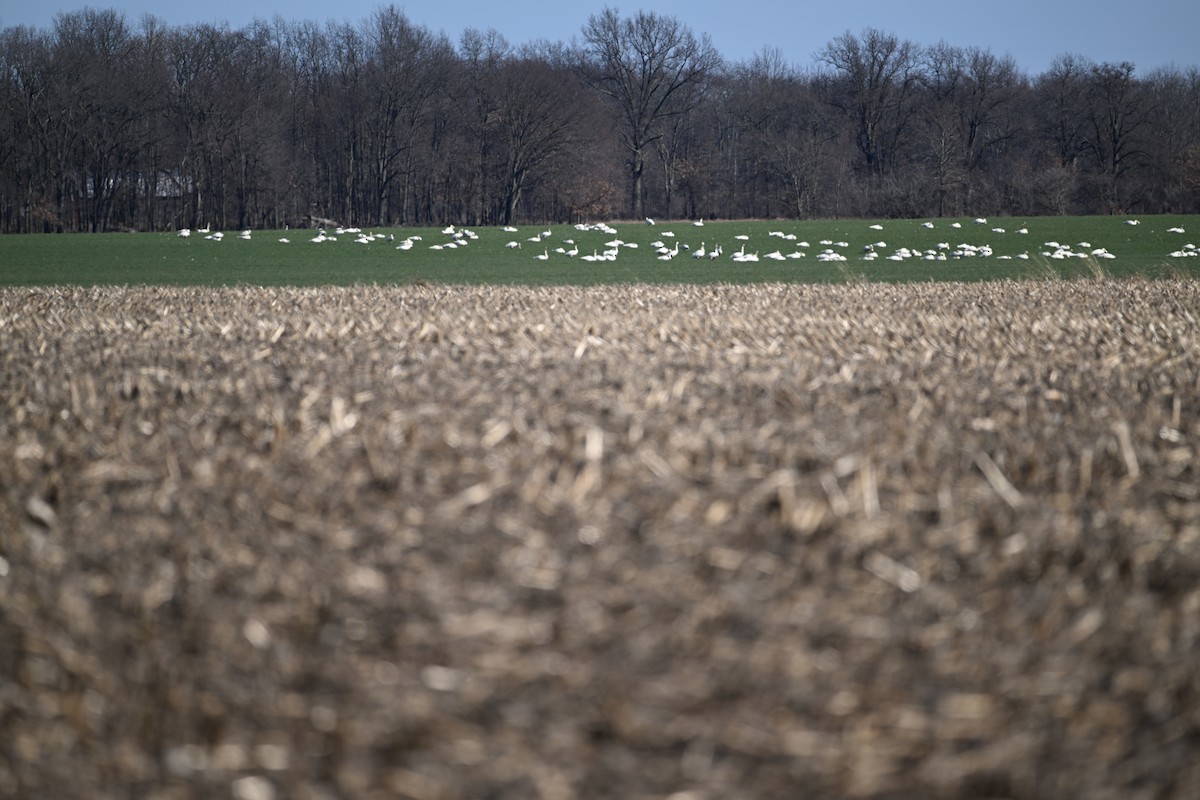 Tundra Swan - Wayne Wauligman