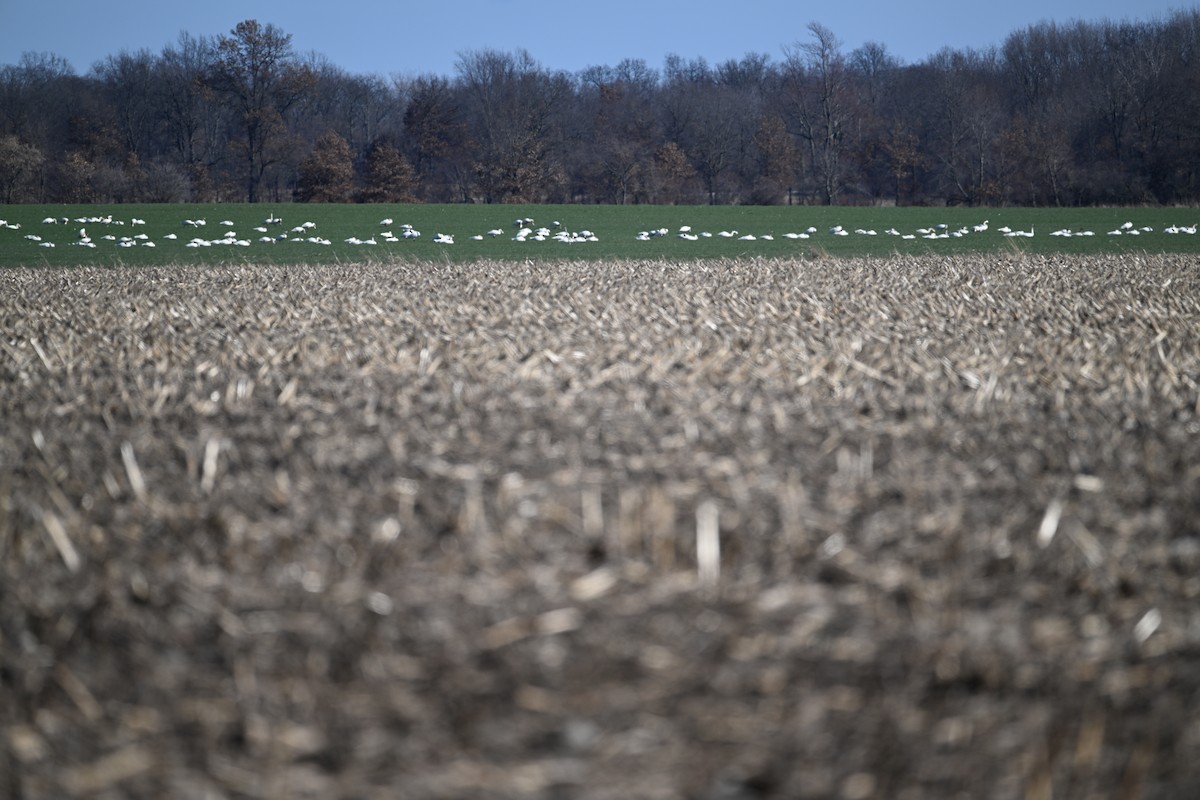 Tundra Swan - ML616453108