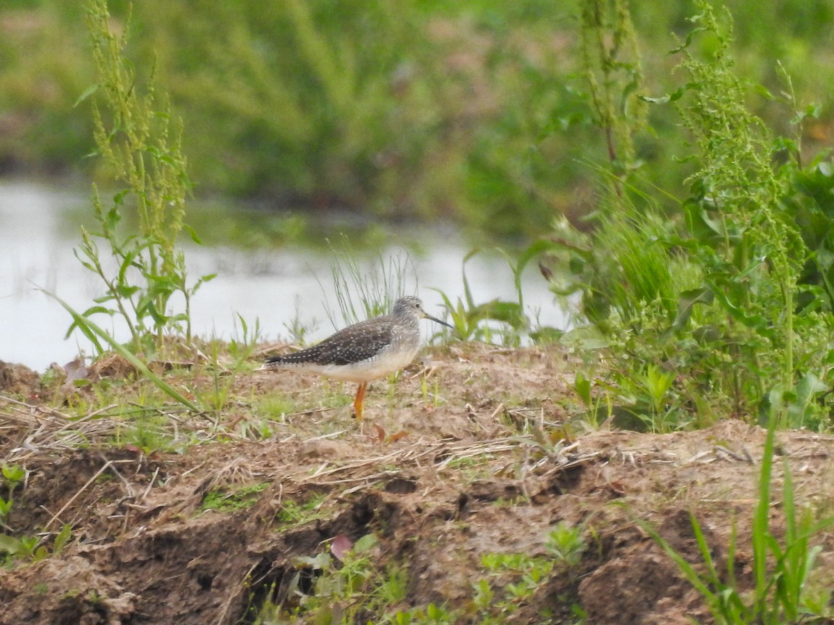 Greater Yellowlegs - ML616453117