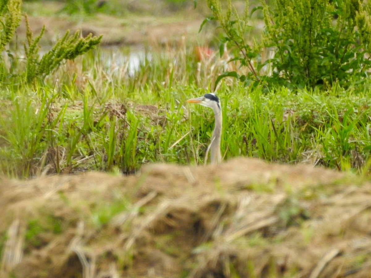 Great Blue Heron - Daniel Patterson