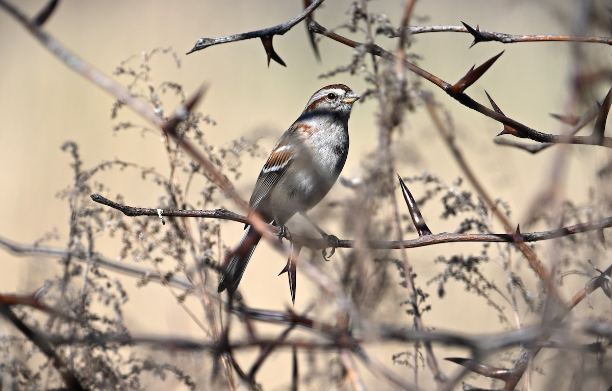 American Tree Sparrow - ML616453160