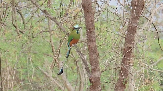 Motmot à sourcils bleus - ML616453210