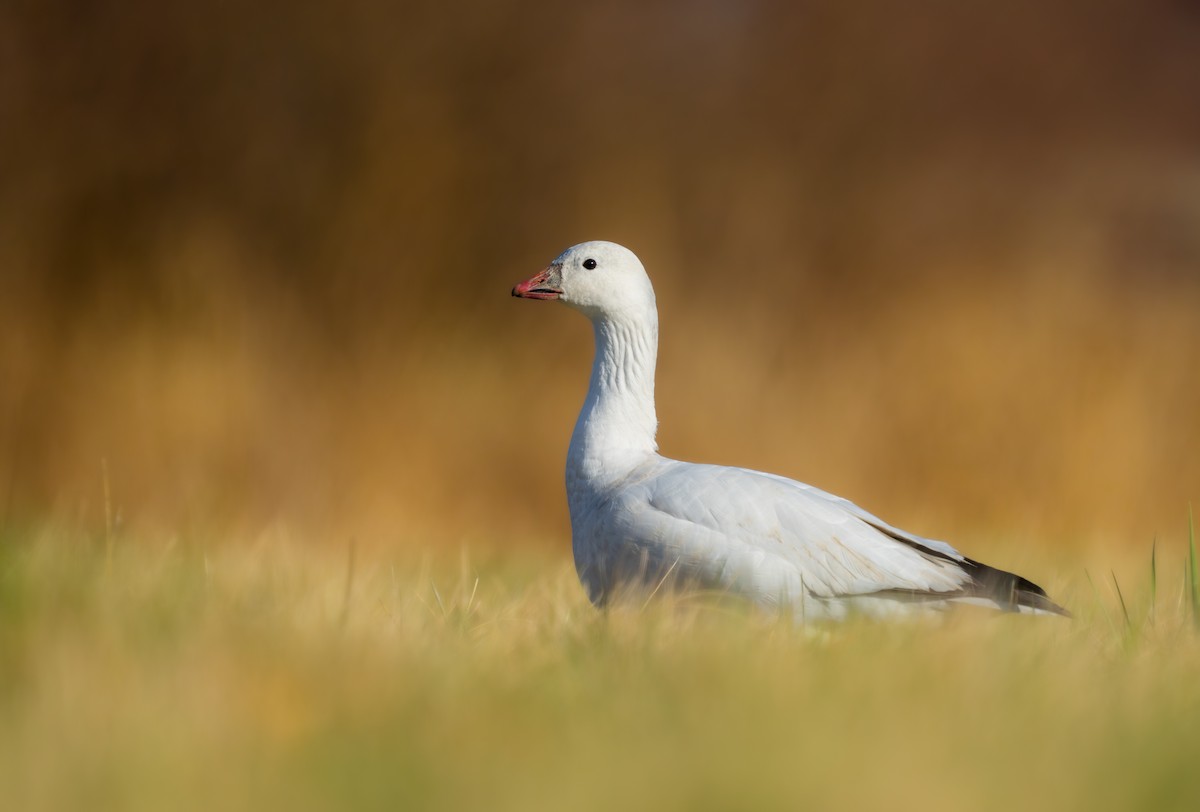 Ross's Goose - ML616453232