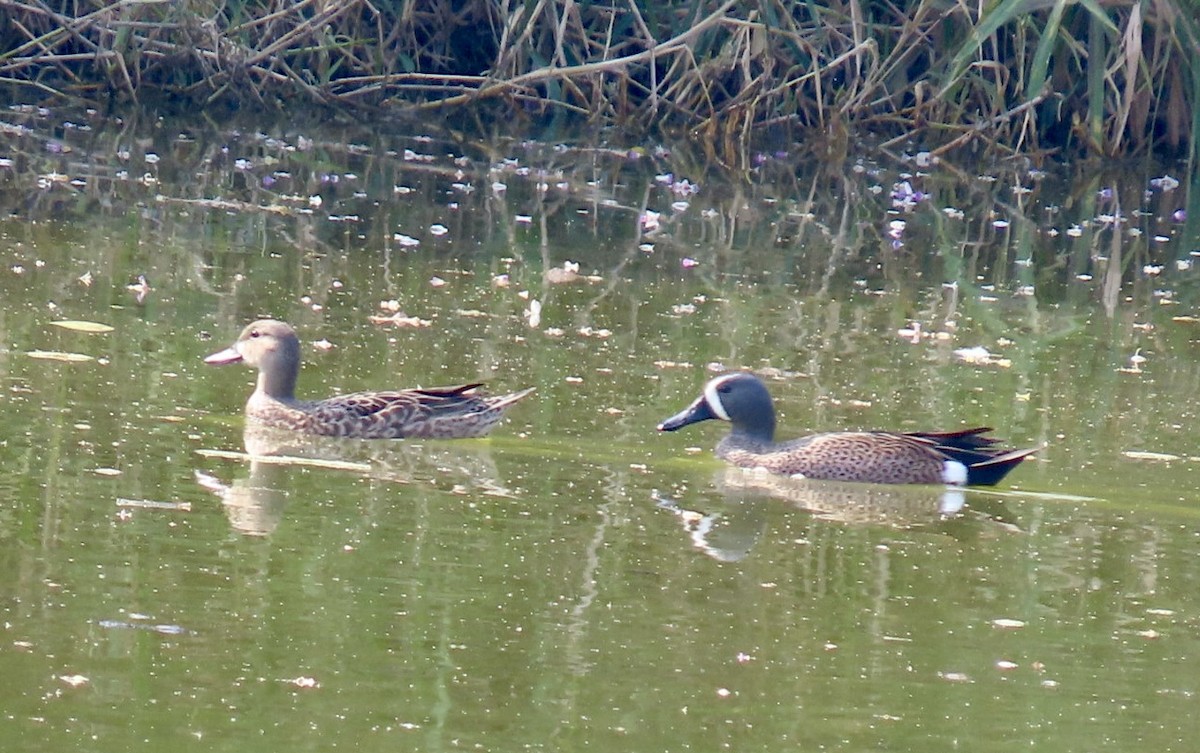 Blue-winged Teal - ML616453293