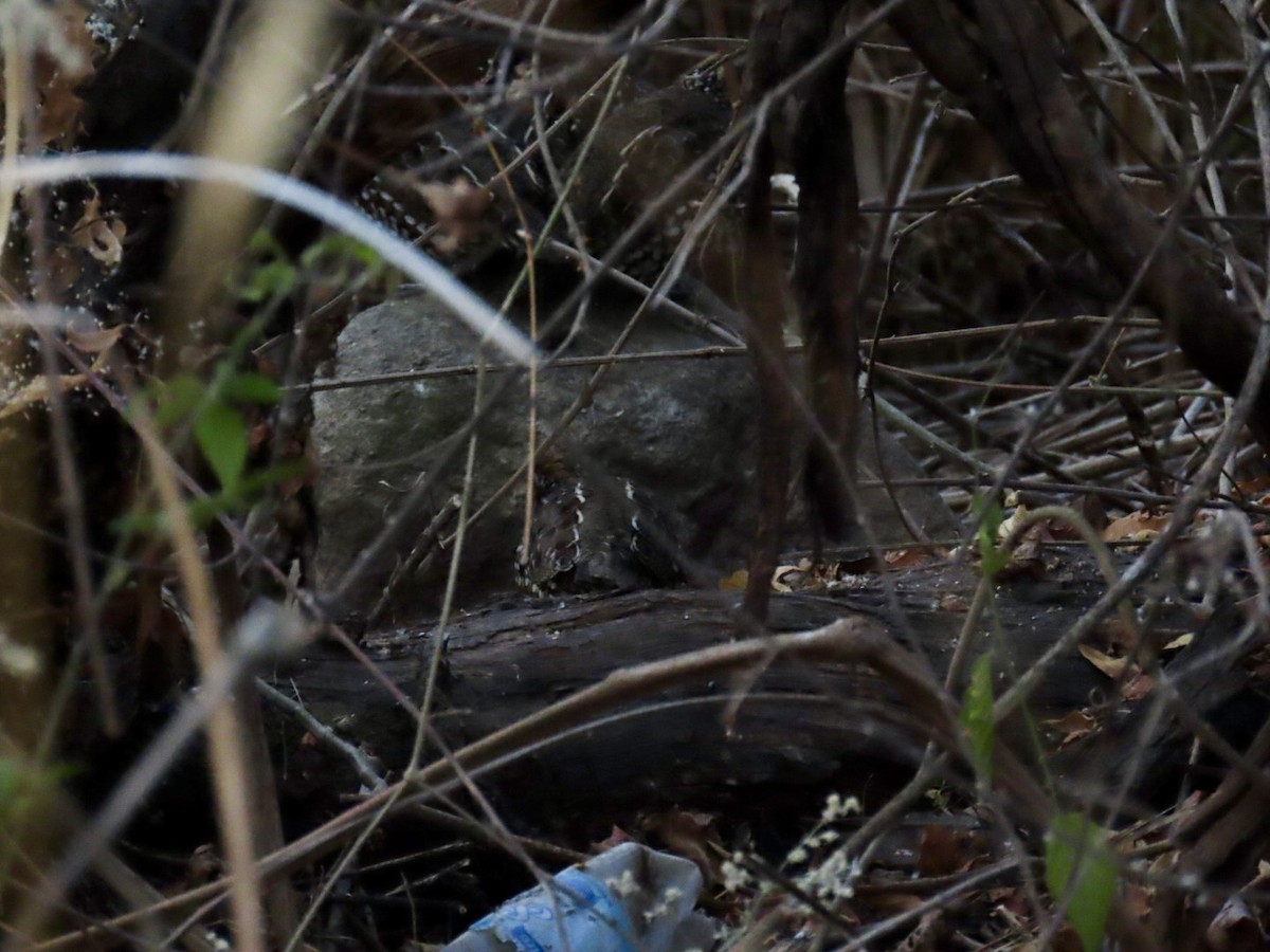 Crested Bobwhite - ML616453298