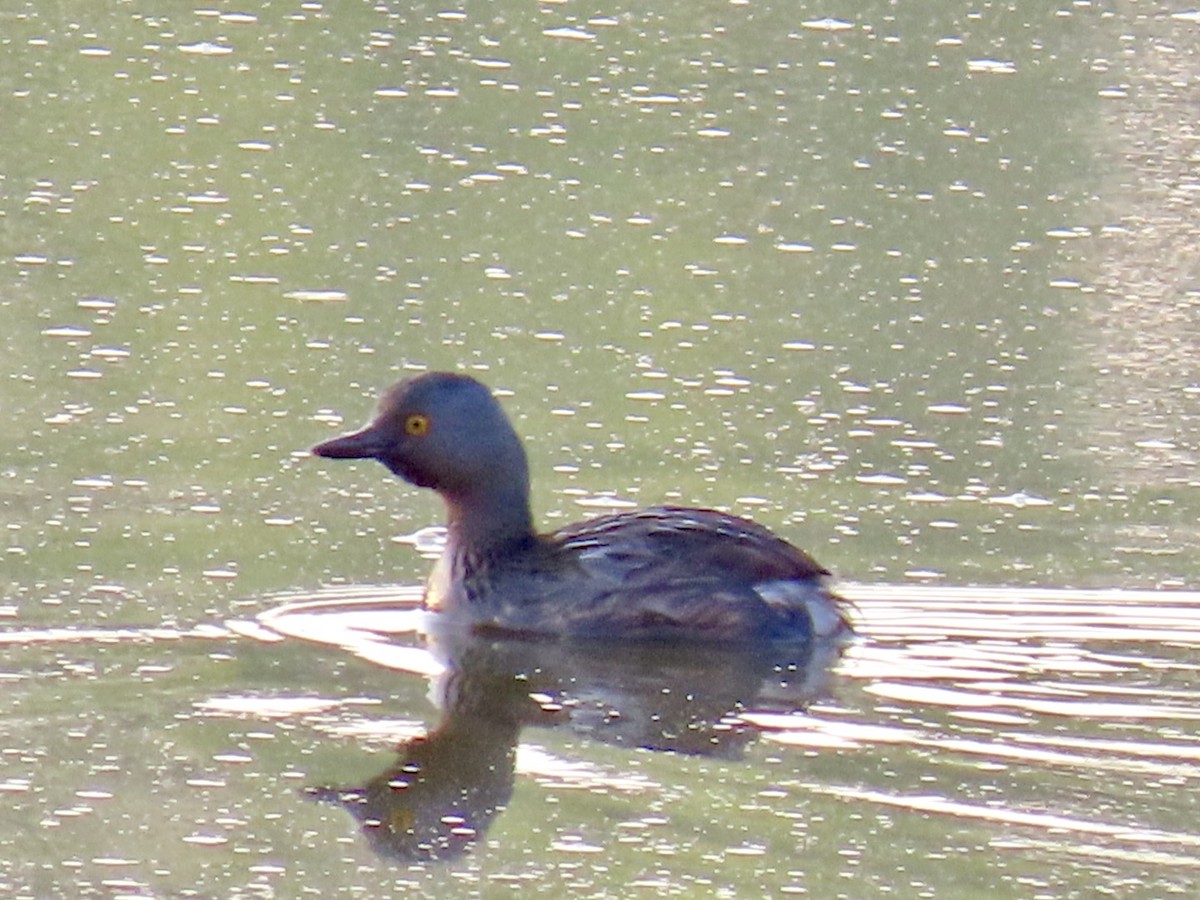 Least Grebe - ML616453317