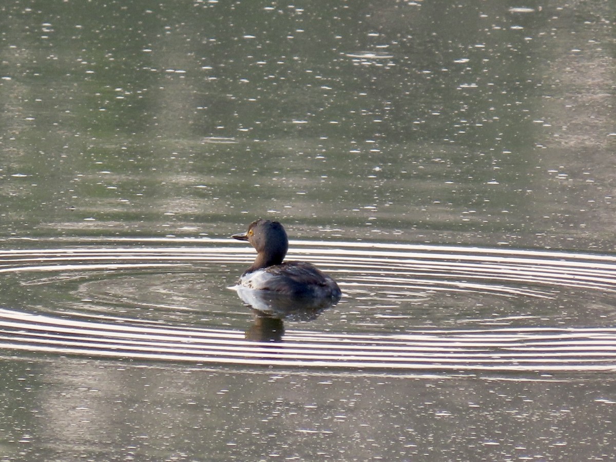 Least Grebe - ML616453319