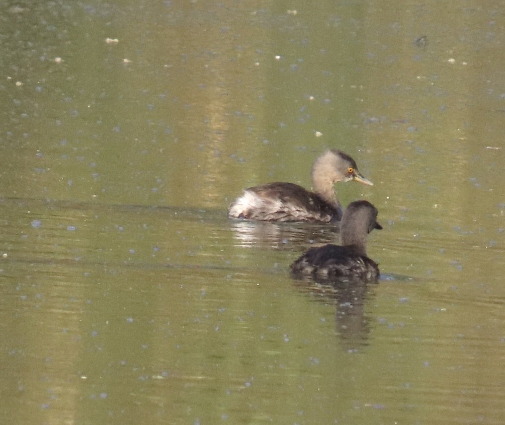 Least Grebe - ML616453320