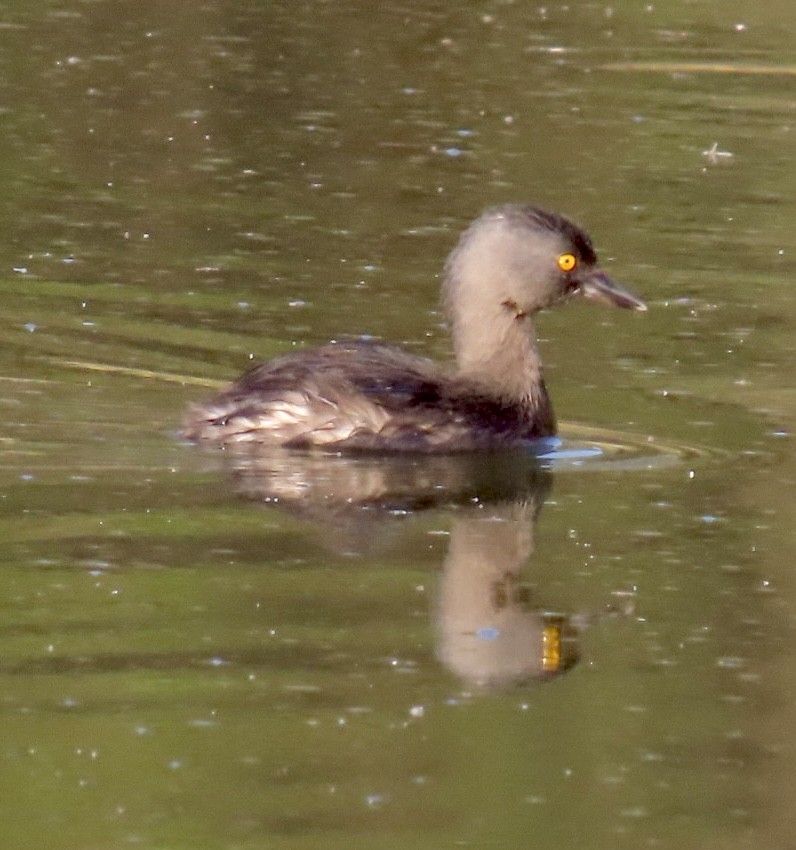 Least Grebe - ML616453321