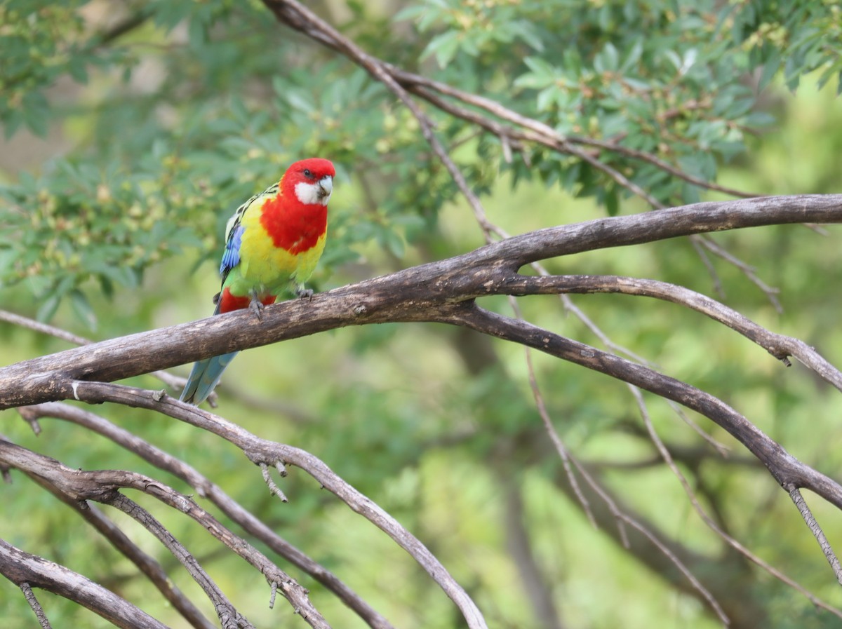 Eastern Rosella - ML616453338