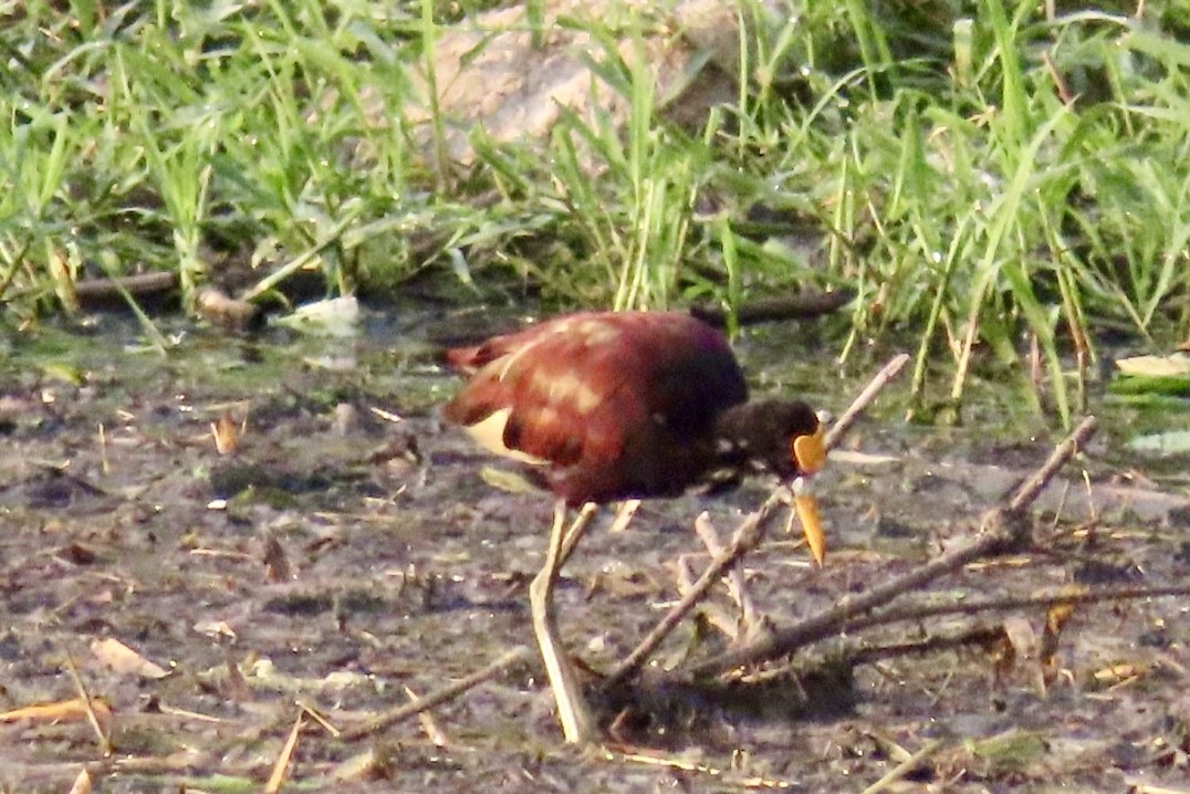 Northern Jacana - ML616453371