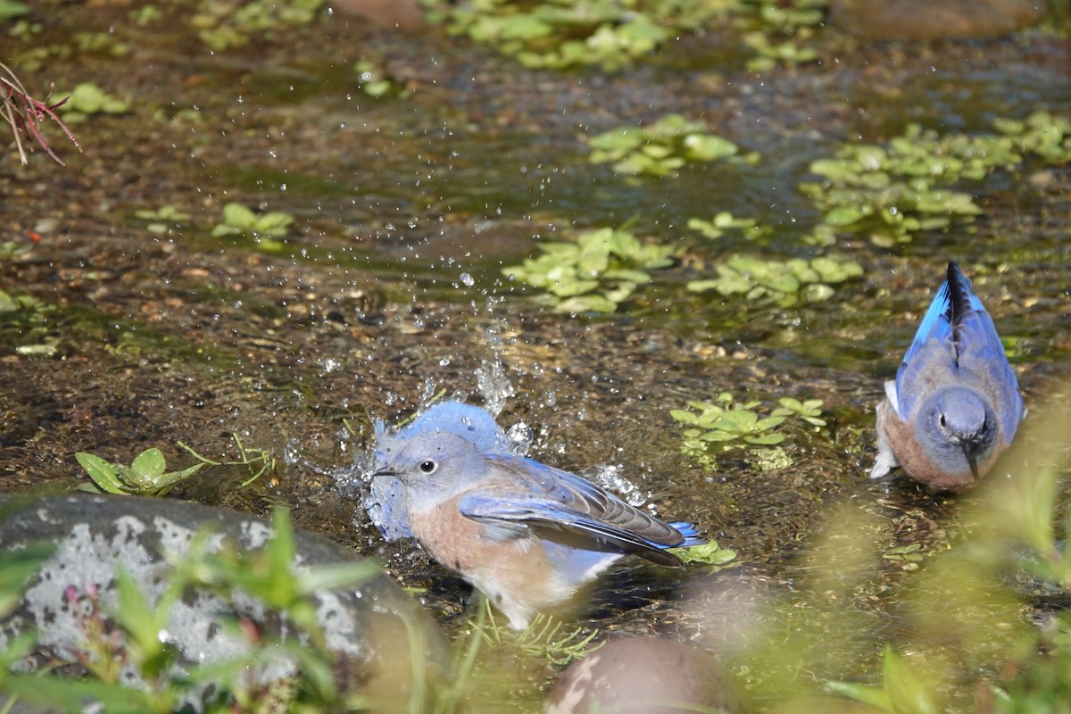 Western Bluebird - ML616453413
