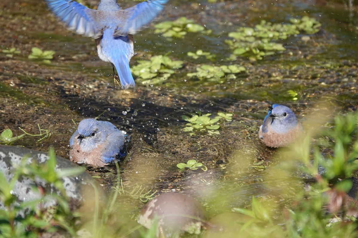 Western Bluebird - ML616453414