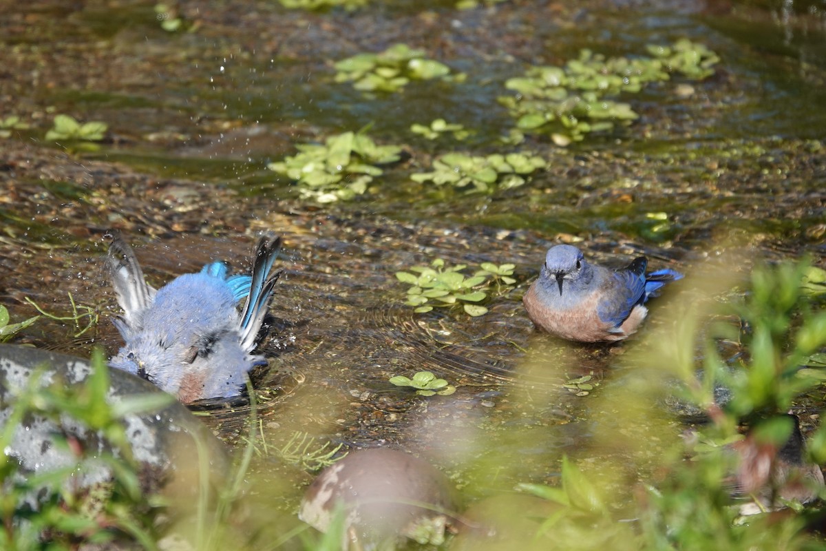 Western Bluebird - ML616453415