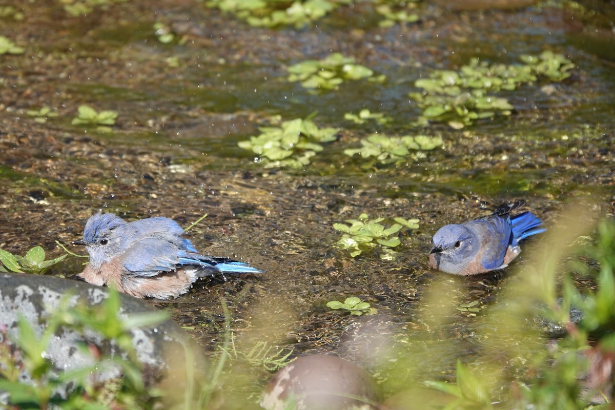 Western Bluebird - ML616453416