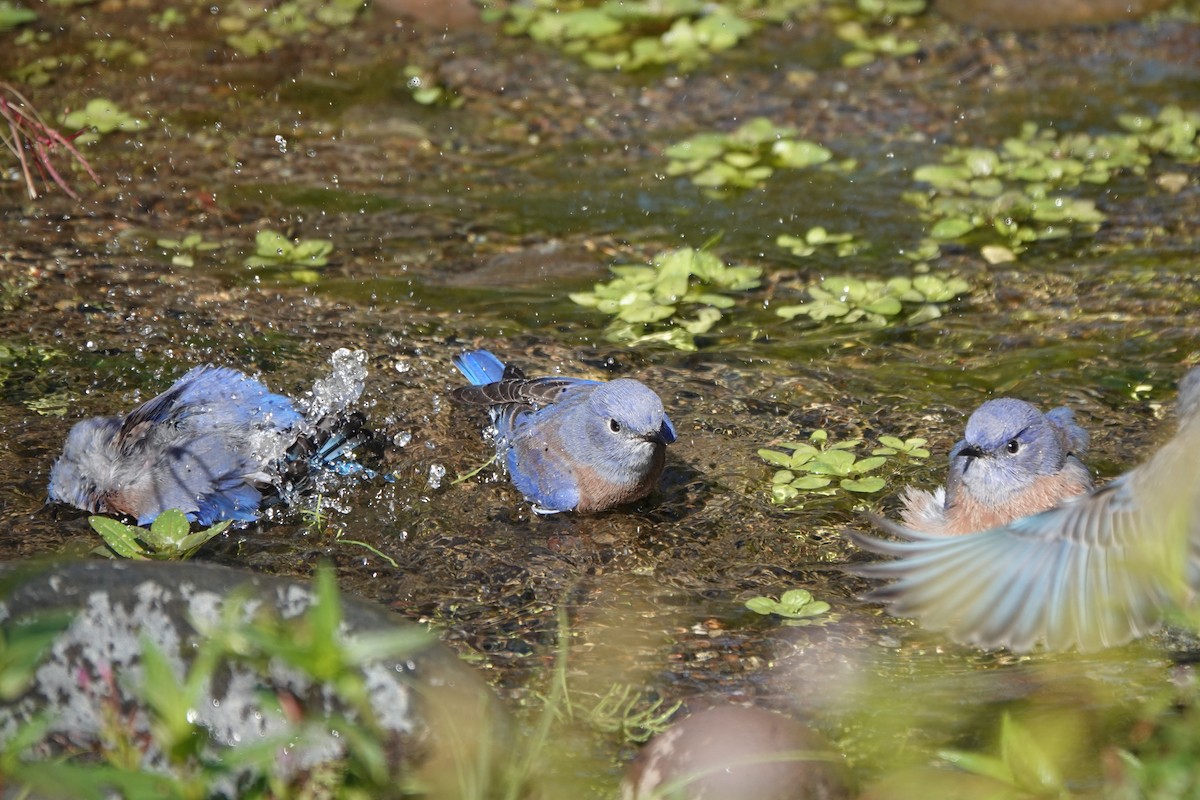 Western Bluebird - ML616453418