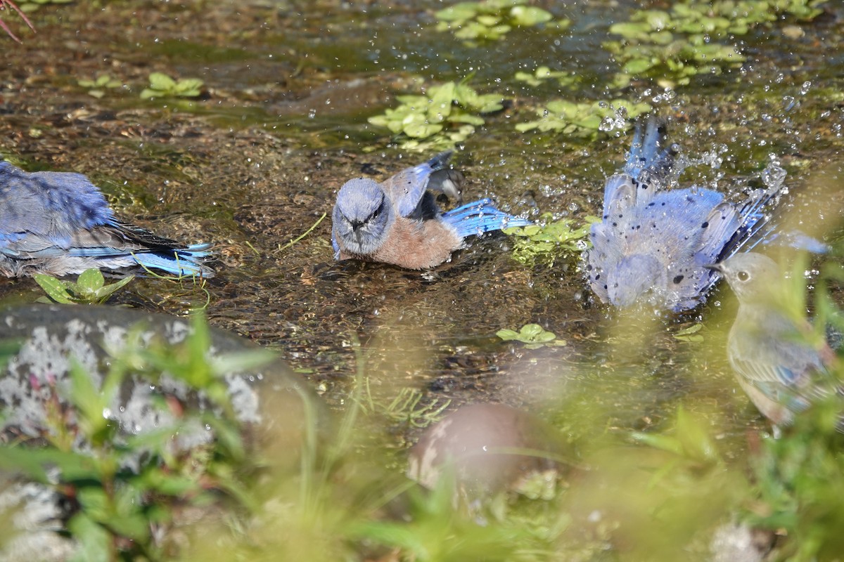 Western Bluebird - ML616453419