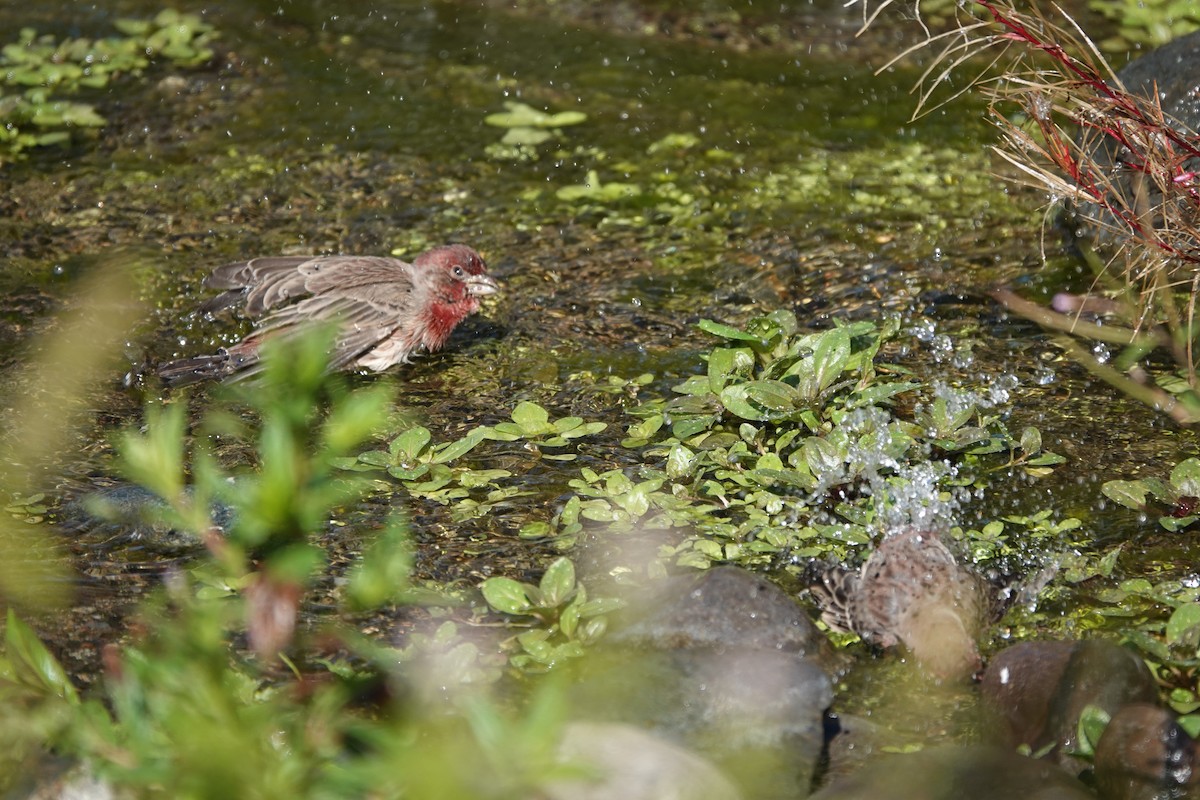 House Finch - ML616453449
