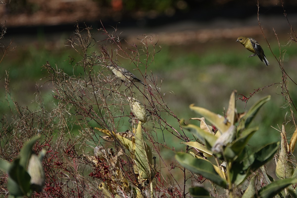 Lesser Goldfinch - ML616453462