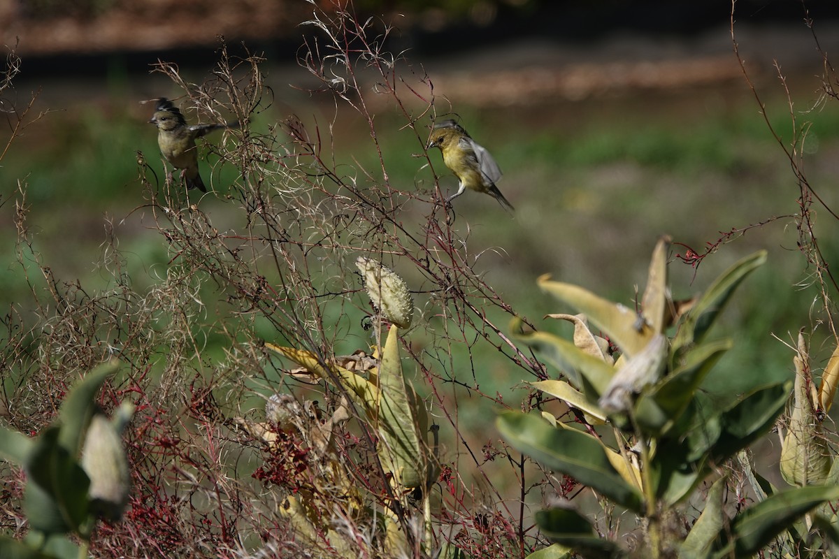 Lesser Goldfinch - ML616453463