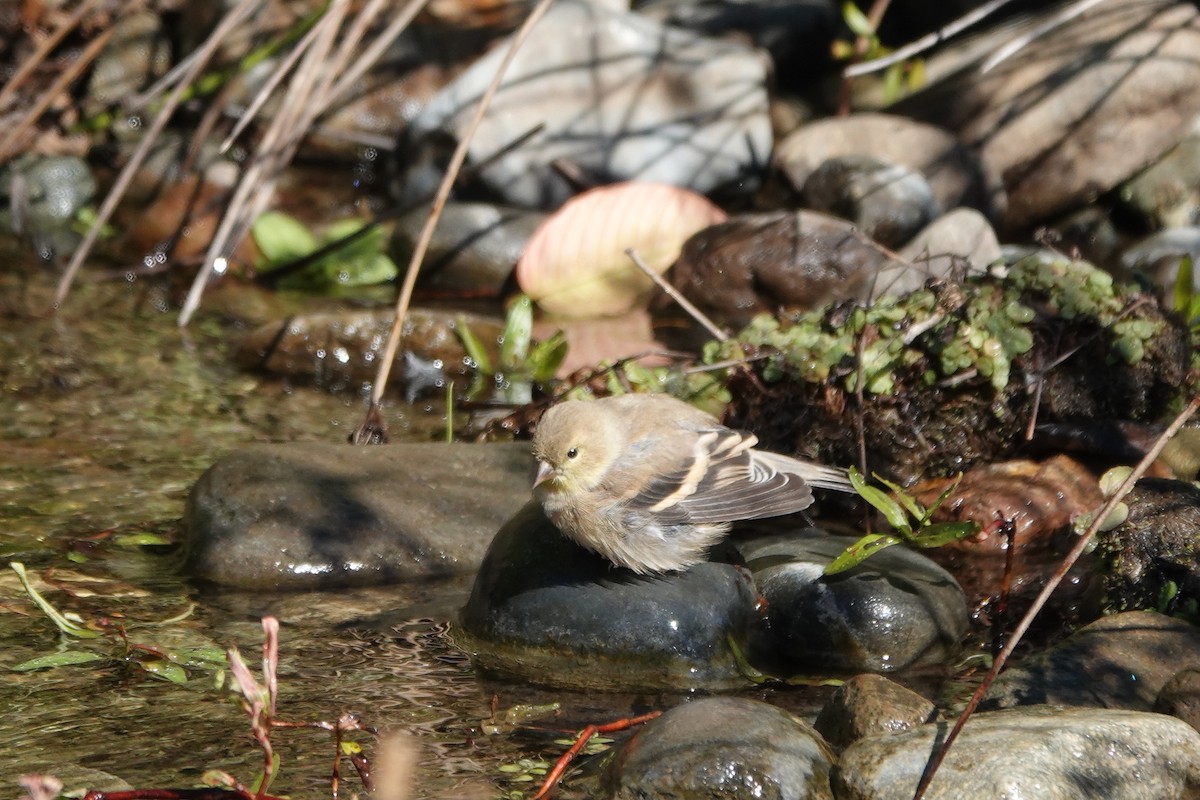American Goldfinch - ML616453497