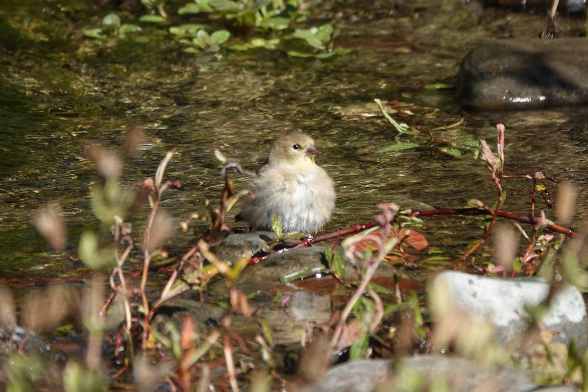 American Goldfinch - ML616453498