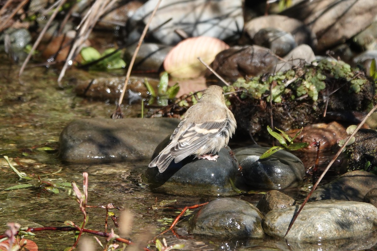 American Goldfinch - ML616453499