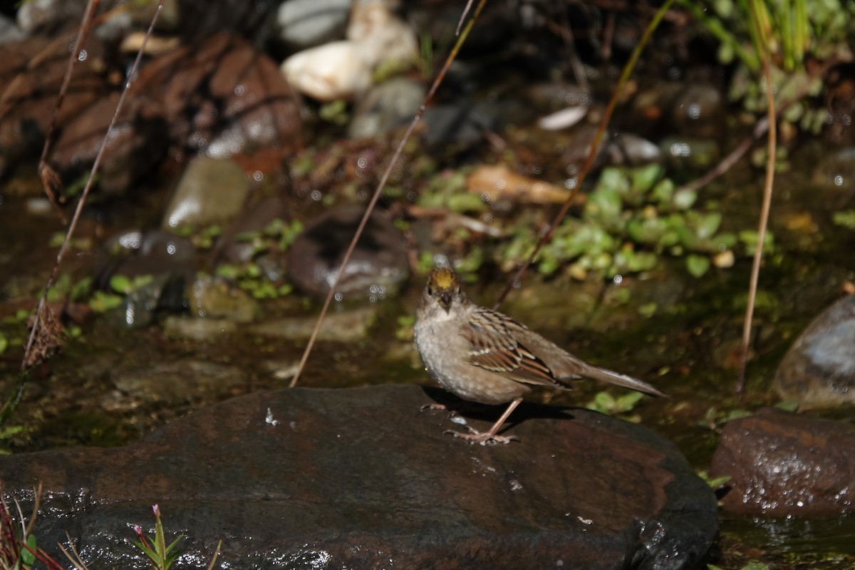Golden-crowned Sparrow - ML616453551