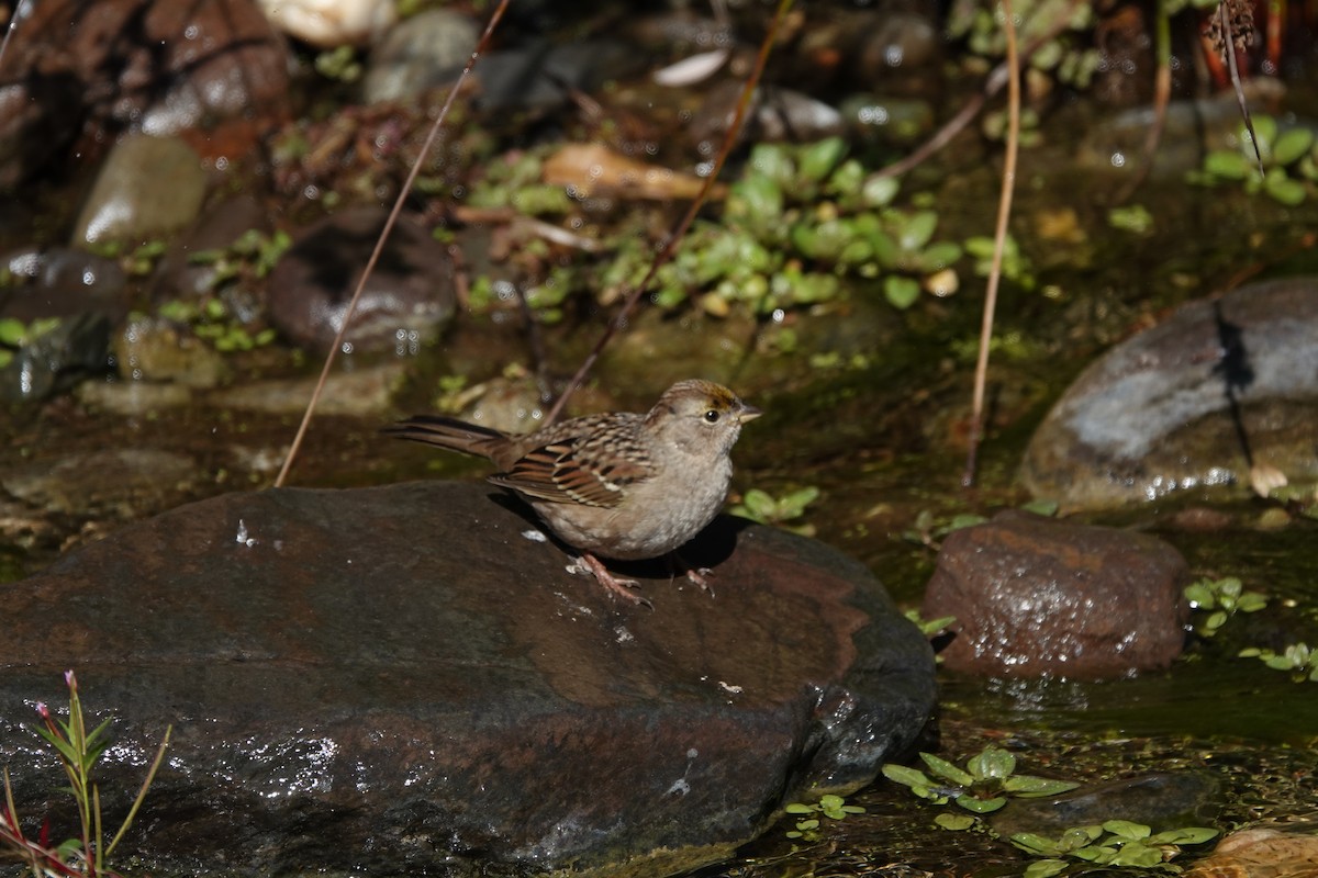Golden-crowned Sparrow - ML616453552