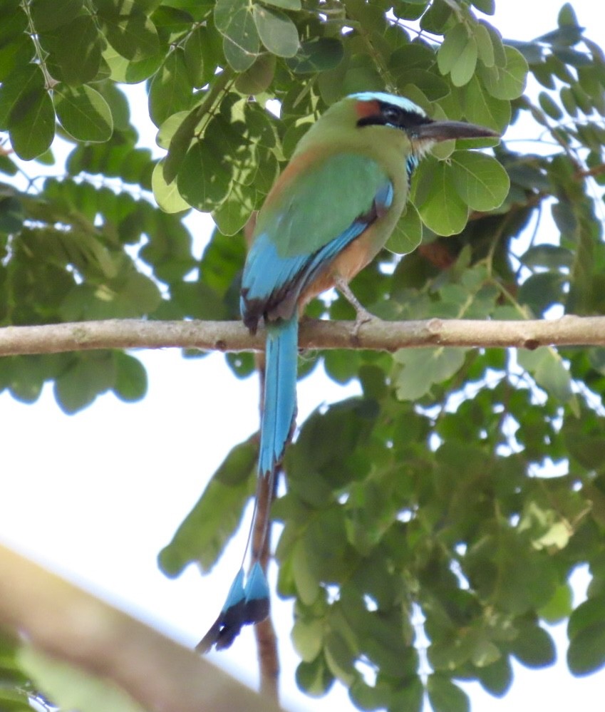 Turquoise-browed Motmot - ML616453557