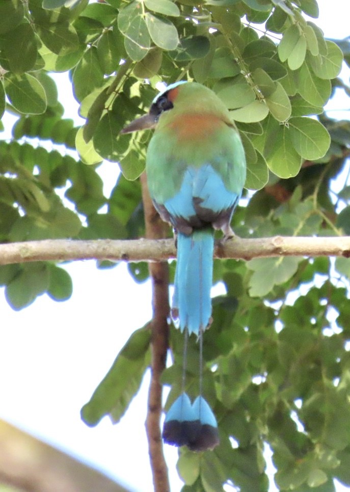 Turquoise-browed Motmot - ML616453558