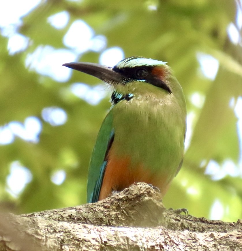 Turquoise-browed Motmot - ML616453563