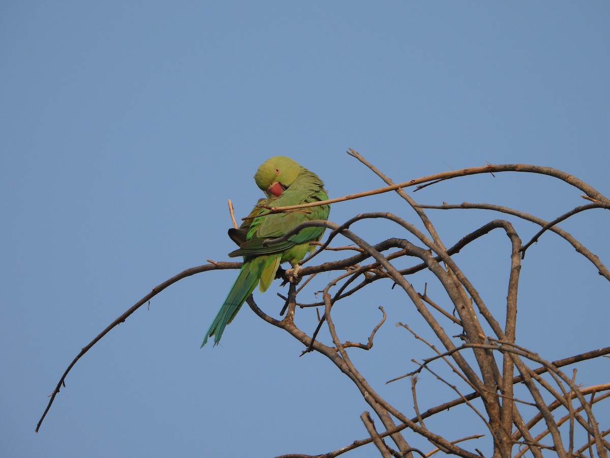 Rose-ringed Parakeet - ML616453568