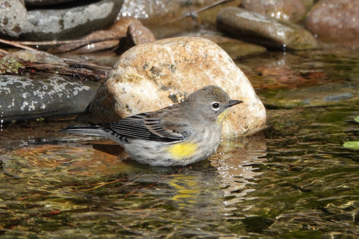 Yellow-rumped Warbler - ML616453574