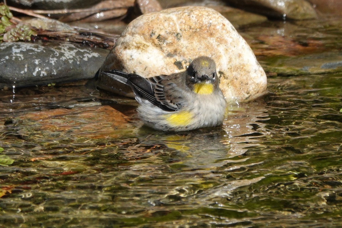 Yellow-rumped Warbler - Matthew Hunter