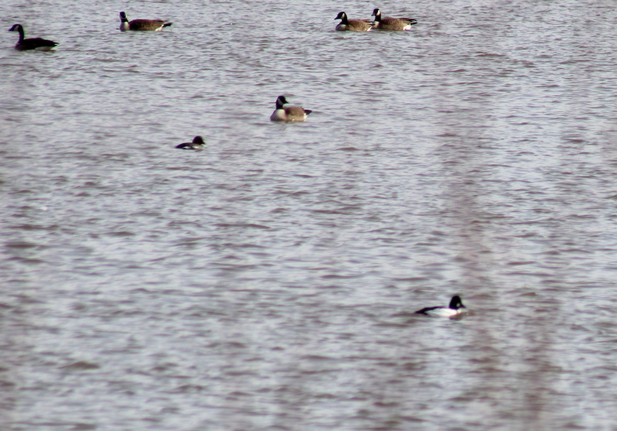 Common Goldeneye - ML616453635