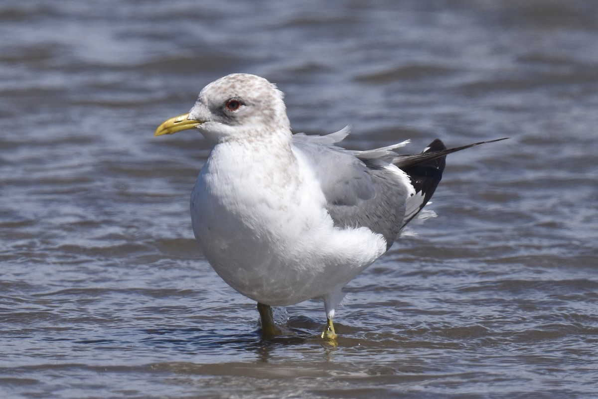 Short-billed Gull - Naresh Satyan