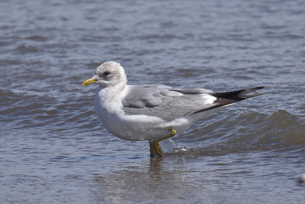 Short-billed Gull - Naresh Satyan